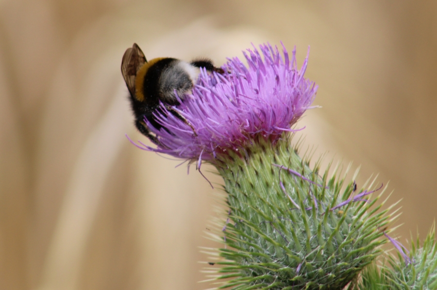 De natuur in beeld!